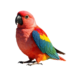 Macaw